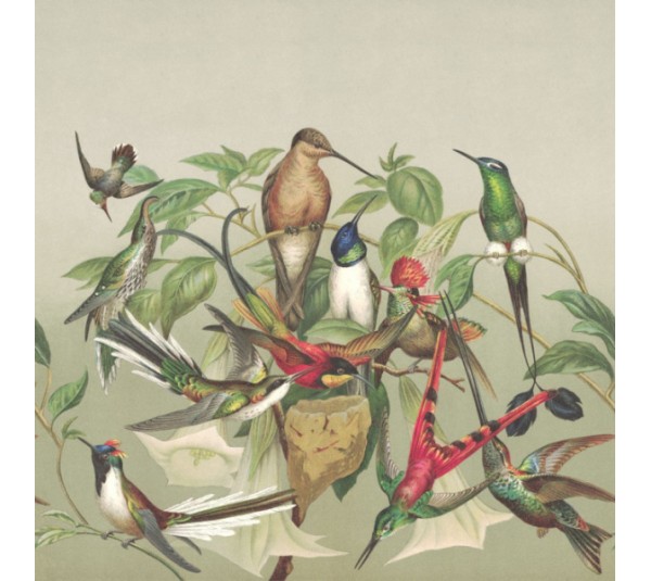 обои Rasch Curiosity 543537