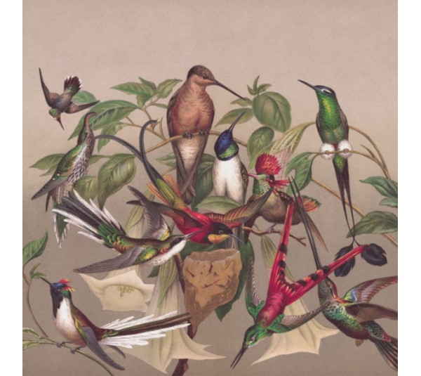 обои Rasch Curiosity 543568