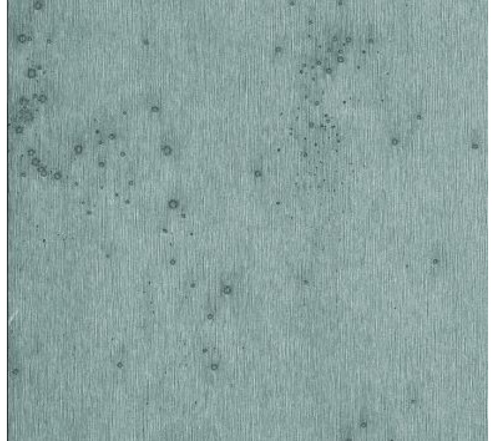 обои Arte Decors & Panoramiques 37501