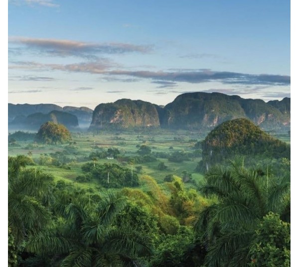 обои Rasch Young Artists 101157