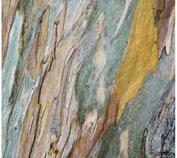 обои Rasch Young Artists 101096