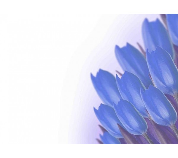 обои Q.Parete Fiore FI414.003