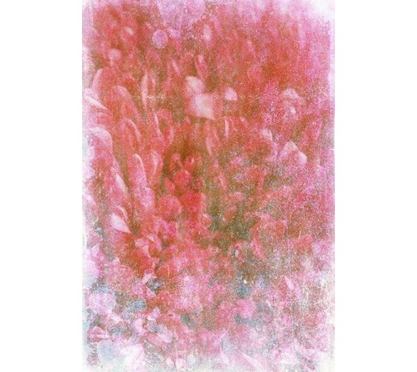 обои Q.Parete Fiore FI420.004