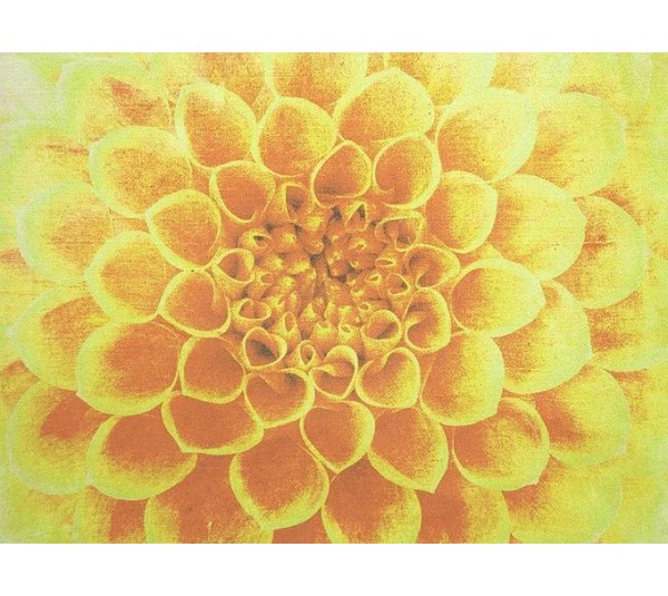 обои Q.Parete Fiore FI422.002