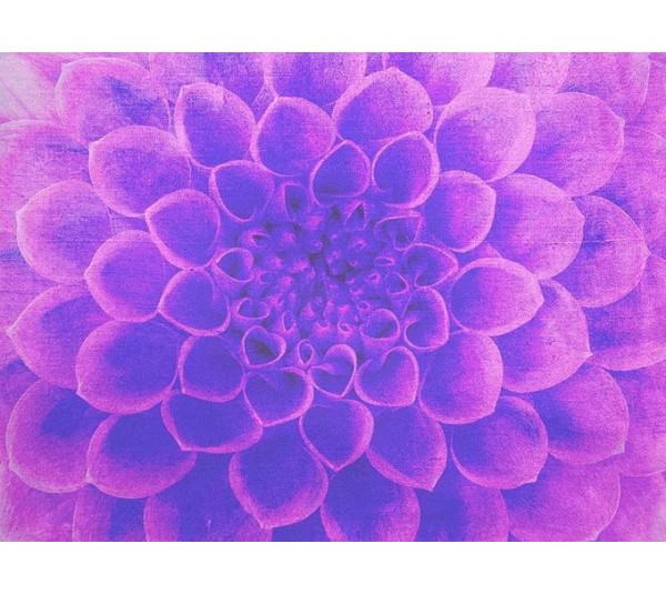 обои Q.Parete Fiore FI422.003
