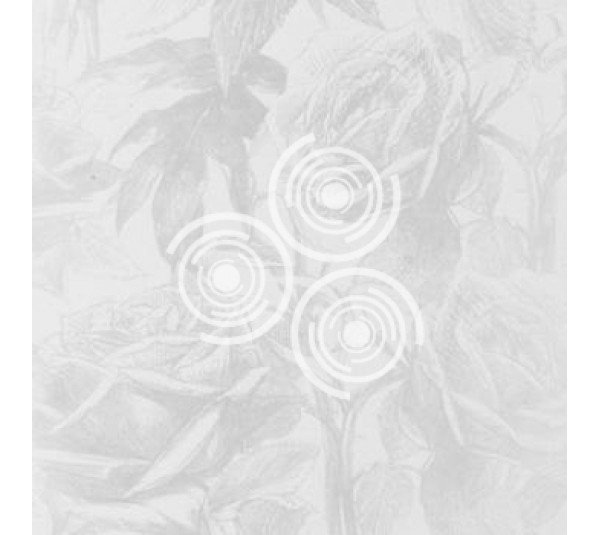 обои Clarke & Clarke Floribunda W0037-11 обои Clarke & Clarke Floribunda W0037-11