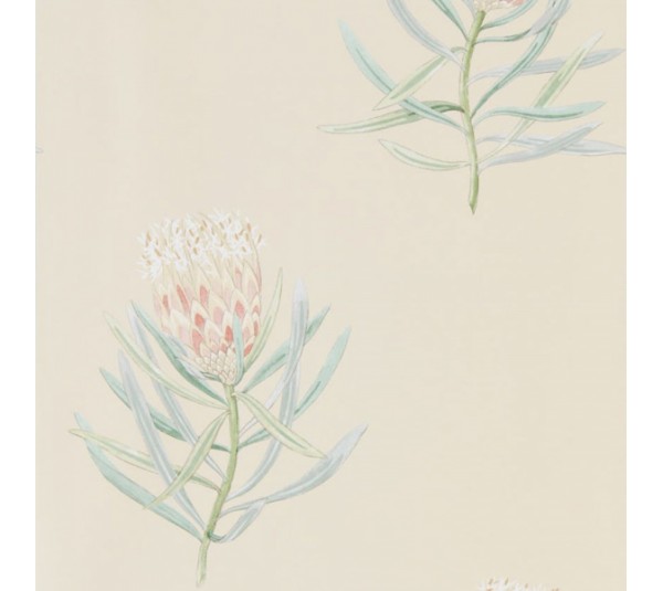 обои Sanderson Curios  216329