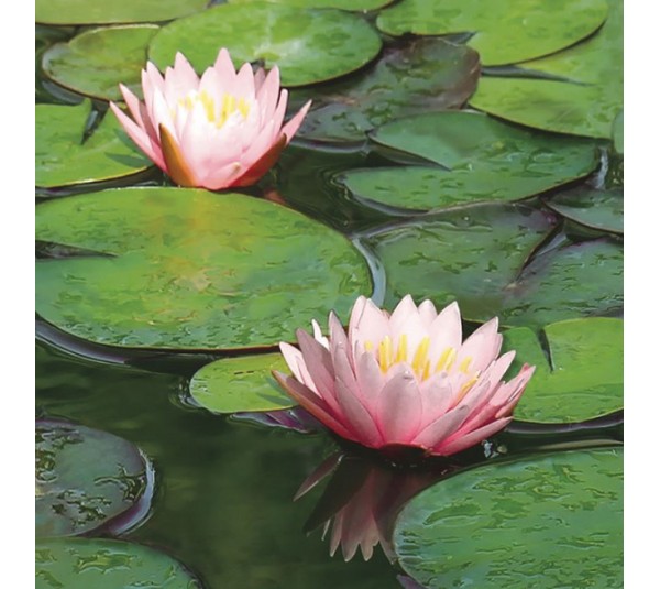 обои Shinhan Natural 88634-1