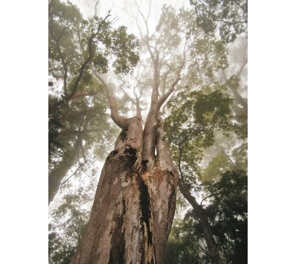 обои Casadeco Empreintes EMP22417138 обои Casadeco Empreintes EMP22417138