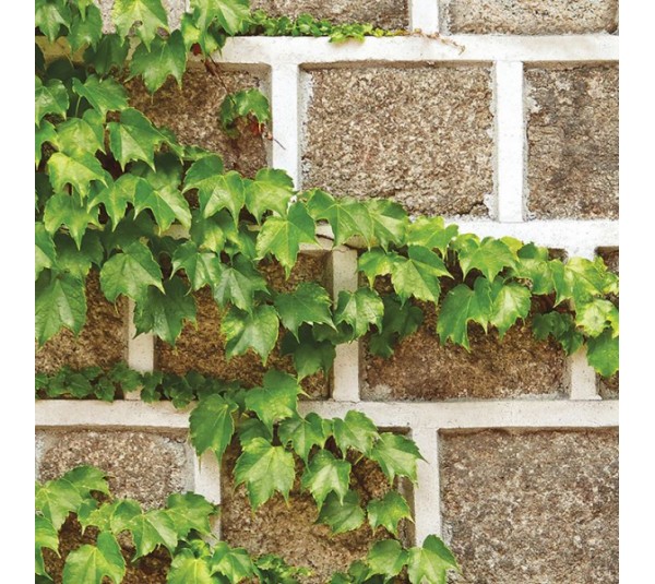 обои Shinhan Natural 2020 88428-1