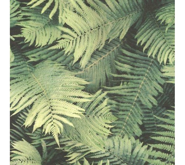 обои Rasch Barbara Becker 2 860917 обои Rasch Barbara Becker 2 860917