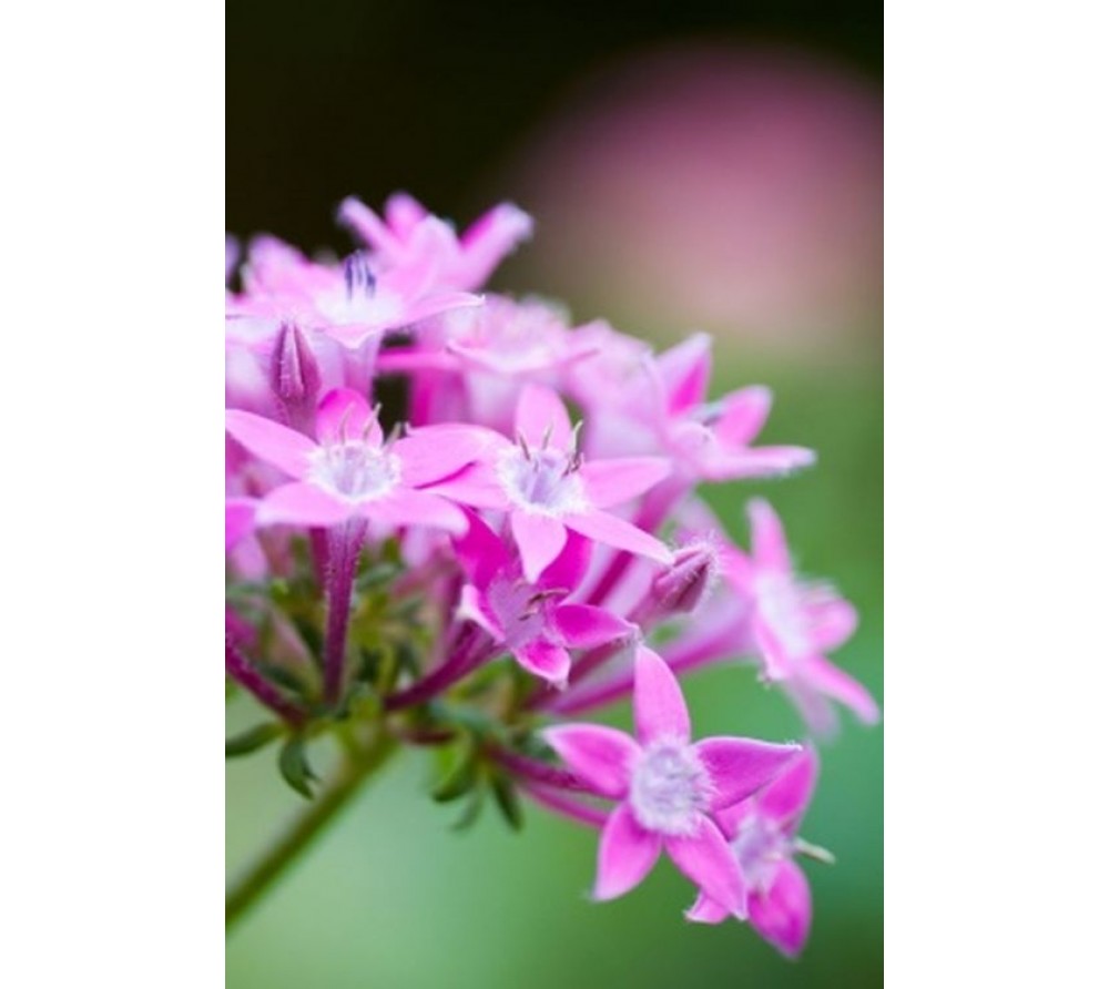 обои Esta Home Ginger 158006